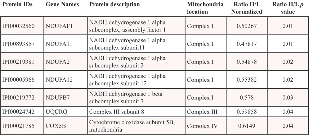 Table 3: Differential expression of mitochondrial respiratory chain subunits after K-ras induction for 48 hrs
