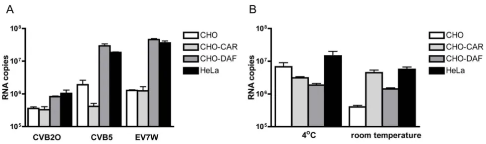 Figure 2Binding studies for DAF and CARin suspension for 2 h at 4°C and virus attachment was subsequently measured using RT-PCR