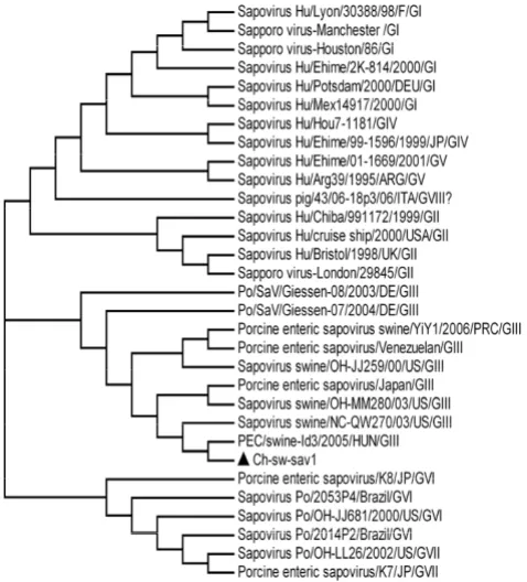 Figure 4Nucleotide acid alignment of 3' end sequences of VP2 among six porcine SaV strainsNucleotide acid alignment of 3' end sequences of VP2 among six porcine SaV strains