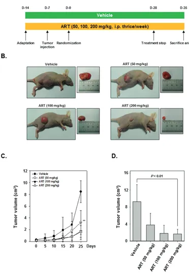 Figure 4: Effects of ART in human myeloid leukemia cells growth in nude mice induced by KBM-5