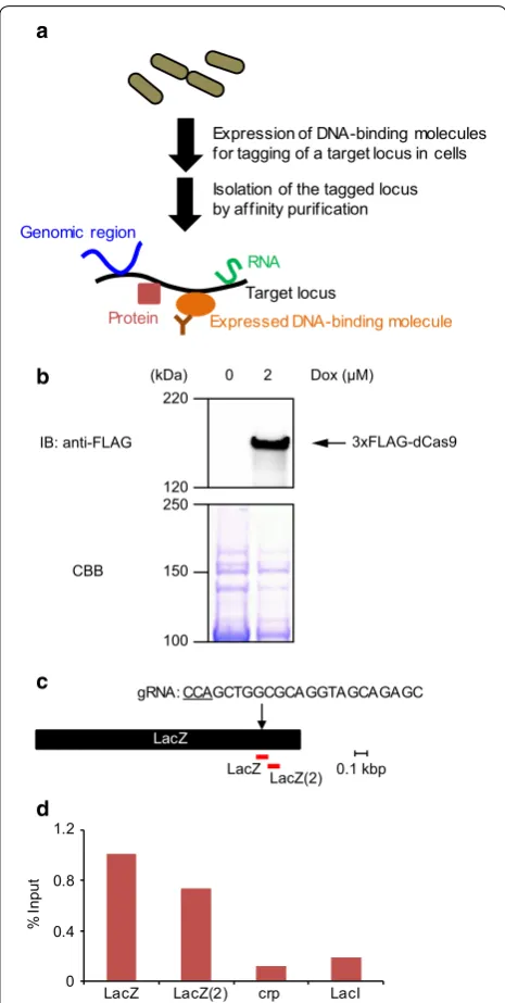 Fig. 1 An enChIP system for biochemical analysis of bacterial genome functions. a Schematic of in-cell enChIP