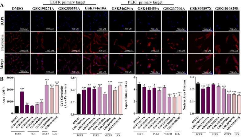 Fig 3. Immunofluorescence staining to observe morphological changes after treatment with GSK inhibitors