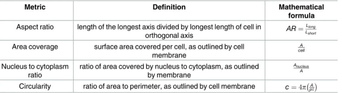 Table 1. Cellular morphology quantification calculations. Calculations and measurements are described with the associated formulas based on cellular dimensions of individual cells.