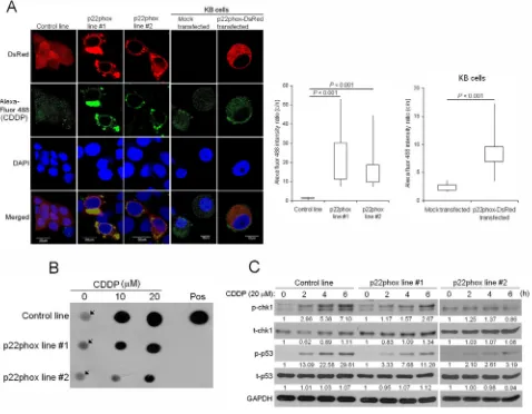 Figure 7: Reduced CDDP uptake into the nucleus, CDDP-DNA adduct formation and chk1-p53 activation in p22phox stable lines