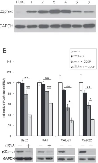 Figure 2: Down-regulation of p22phox increased sensitivity to CDDP-induced cytotoxicity