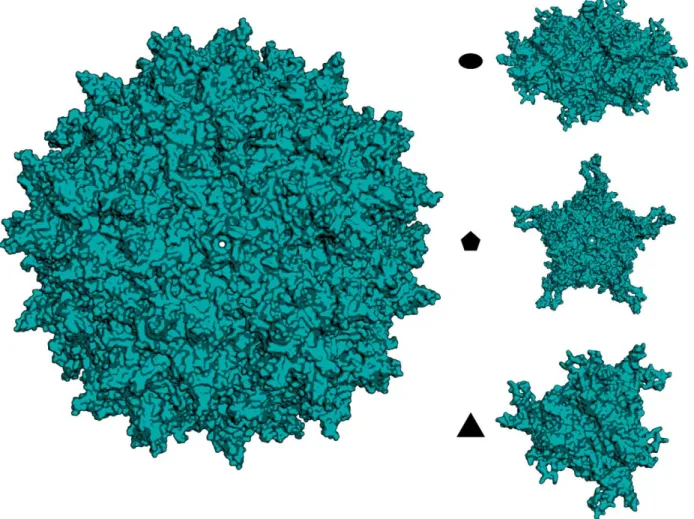 Figure 1.2. AAV capsid structure and axes of symmetry. Surface-rendered homology models  generated in PyMoL showing the full T=1 icosahedral 60mer AAV1 capsid (PDB ID # 3NG9, left)  alongside the various axes of symmetry – the two-fold axis of symmetry (i.