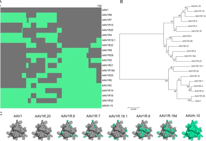 Figure 2.1. Phylogenetic and structural analyses of the AAV1/rh.10 domain swap capsid library