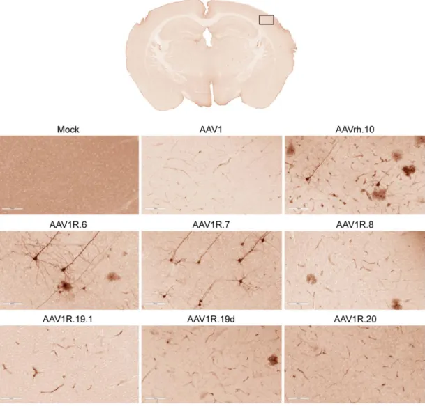 Figure 2.2. In vivo screen yields AAV1/rh.10 chimeras capable of crossing the blood-brain barrier  following intravenous administration