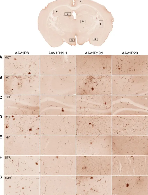 Figure 2.3. In vivo screen of AAV1/rh.10 chimeras for their ability to cross the blood-brain barrier  and transduce various brain regions following intravascular administration