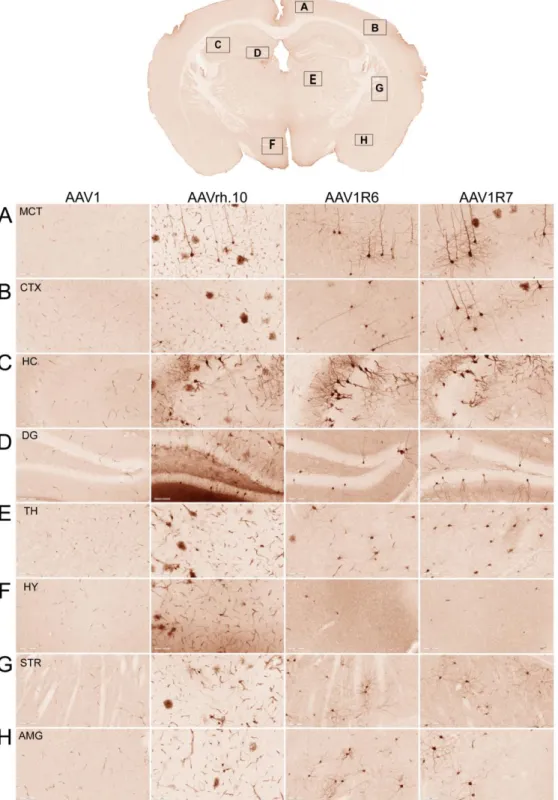 Figure 2.4. CNS transduction profile of AAV1R6 and AAV1R7 compared to parental AAV1 and  AAVrh.10 in the brain