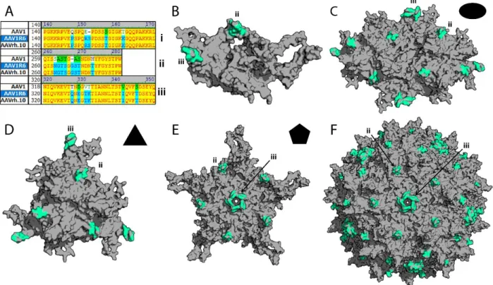 Figure 2.7. Structural analysis of the AAV1R6 chimeric capsid variant . (A) The sequence  alignment of AAV1R6 with AAV1 &amp; AAVrh.10 highlights the amino acid residues (AAV1R6 
