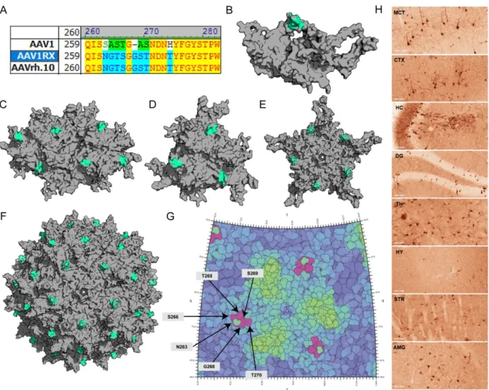 Figure 2.8. Rational design and functional mapping of a minimal AAVrh.10 footprint for crossing  the BBB