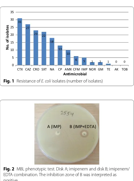 Fig. 2 MBL phenotypic test. Disk A; imipenem and disk B; imipenem/EDTA combination. The inhibition zone of B was interpreted as positive