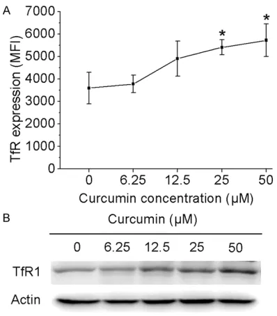 Figure 1. Curcumin induces cytotoxicity and apoptosis in PC3 cells. A, C. PC3 cells were incubated for 24 hours with various concentrations of curcumin