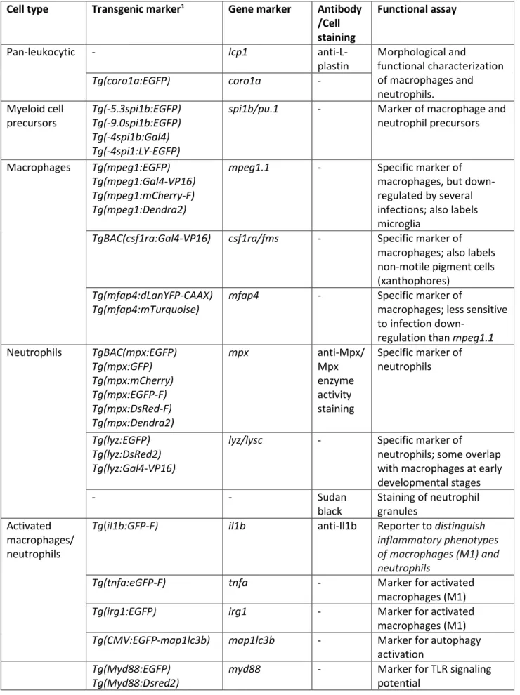 Table 2. Markers for cell types of the zebrafish innate immune system 1777 