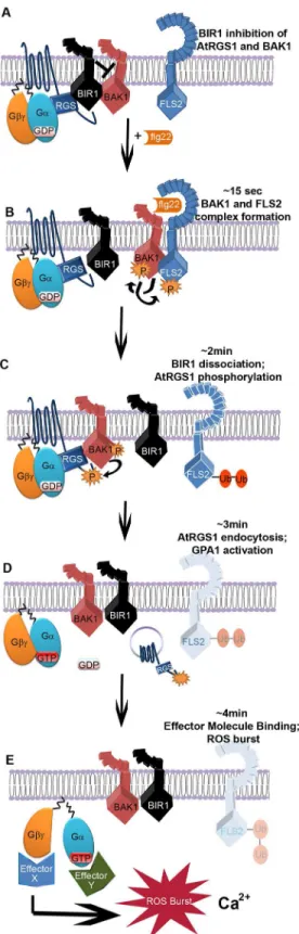 Fig 4. Simplified scheme of direct activation of G signaling by an RLK. (A) At resting state, BIR1, BAK1, and AtRGS1 (RGS1) are in complex with the GαGβγ