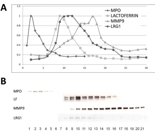 Fig 2. LRG1 predominantly localizes to the secondary granule compartment of neutrophils