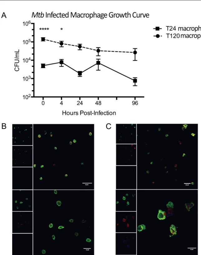 Fig 1. Comparison of Mtb-infected T24 monocytes vs. T120 differentiated macrophages. (A) Log 10 -bacterial burden at 0, 4, 24, 48 72, and 96h post-infection