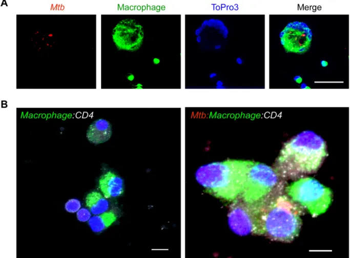Fig 2. Interaction between macaque macrophages and CD4 + T-cells during co-culture is shown using multilabel confocal microscopy