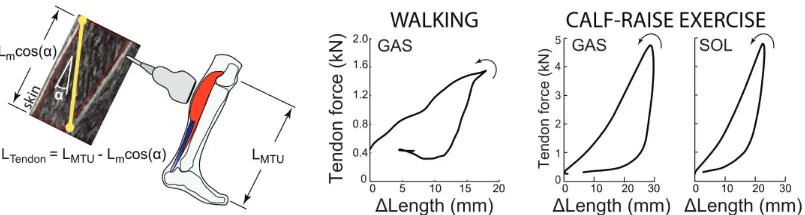 Fig 1. Indirect tendon estimation method and tendon work loops. Left: A common method for estimating changes in tendon length, L Tendon , which we term Indirect, is to subtract ultrasound-based estimates of longitudinal muscle length change, L m cosα, from
