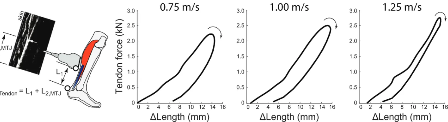 Fig 2. Direct MTJ estimation method and tendon work loops during walking. Left: The Direct MTJ method estimates tendon length changes by summing the instantaneous position of the ultrasound transducer with respect to the tendon’s insertion, L 1 , and the d