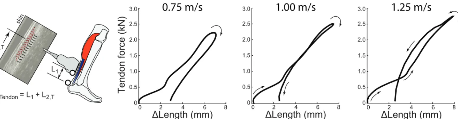 Fig 3. Direct Tendon estimation method and tendon work loops during walking. Left: The Direct Tendon method estimates tendon length changes by summing the instantaneous position of the ultrasound transducer with respect to the tendon’s insertion, L 1 , and