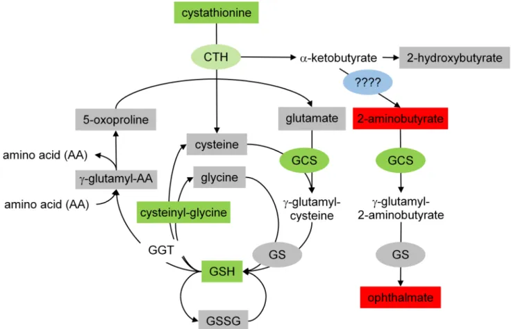 Fig 5. Effects of spaceflight on GSH production. This figure represents a combination of data generated through genomics and