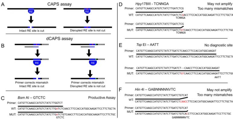 Fig 1. CAPS/dCAPS markers can distinguish alleles, but output of dCAPS Finder 2.0 can be flawed