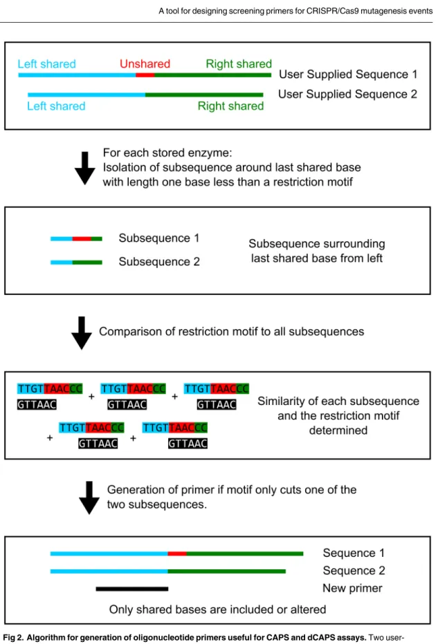 Fig 2. Algorithm for generation of oligonucleotide primers useful for CAPS and dCAPS assays
