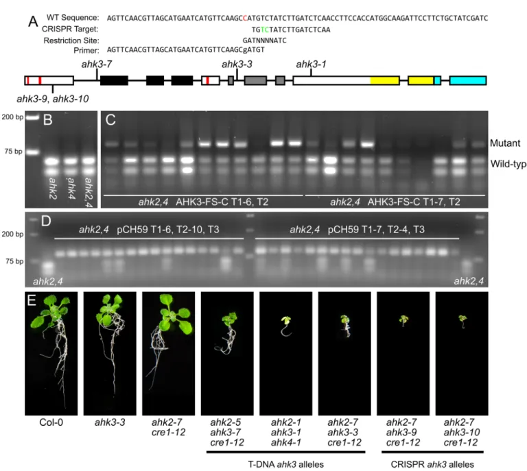Fig 3. Homozygous editing events in AHK3 were identified. (A) The indCAPS package was used to generate a primer recognizing a Bsa BI site spanning the CRISPR cut site (between the green bases)