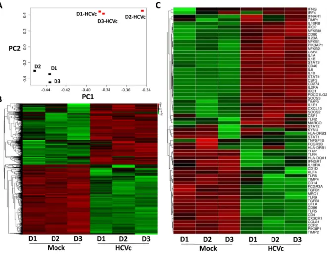 Fig 1. HCVc induces a distinctive gene expression profile in CD14 + monocytes. Monocytes were purified from three healthy donors by CD14 + microbeads, and cultured with HCVc for 12 hours