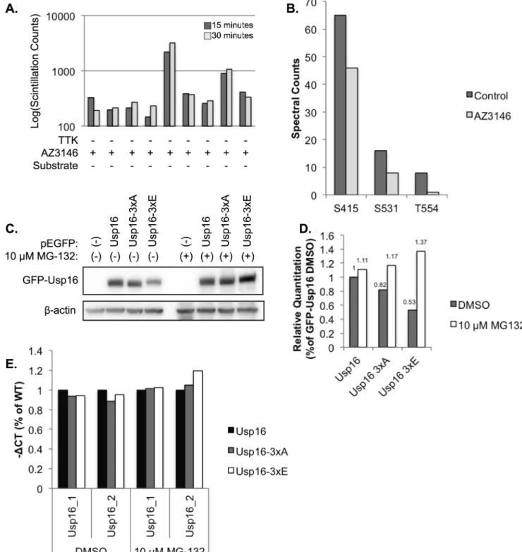 Fig 5. Usp16 is a TTK phosphorylation substrate. (A) In vitro kinase assay measuring TTK dependent phosphorylation by 32 P incorporation measured by liquid scintillation counts
