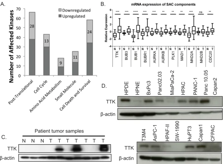 Fig 1. Increased expression spindle assembly checkpoint components and its regulator TTK in PDAC