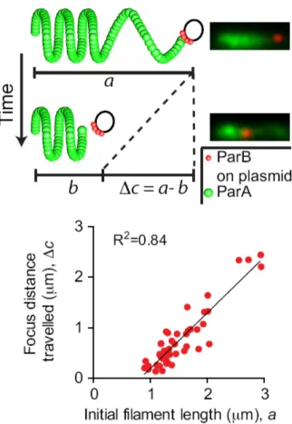 Figure 2: Above: cartoon visualizing the linear dependence of the distance a plasmid is pulled by a retracting ParA structure