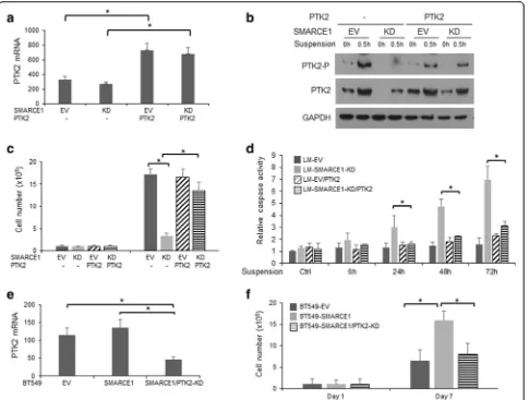 Fig. 9 PTK2 activation is essential for SMARCE1-mediated anoikis resistance in breast cancer cells.polyHEMA-coated dishes