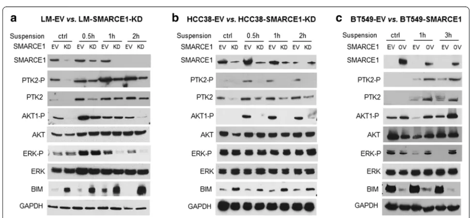 Fig. 5 SMARCE1-dependent activation of PTK2, ERK, and AKT pathways by cell detachment