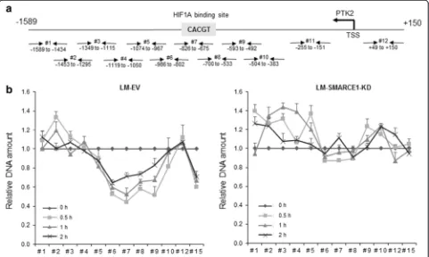 Fig. 7 SMARCE1 orchestrates chromatin remodeling of PTK2 promoter in detached cells.LMcells), but not in LM-SMARCE1-KD cells