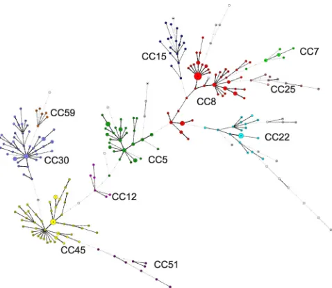 FIG. 2. Minimum spanning tree representation of the MLVA clus-tering. The MLVA data for 311 isolates, including 10 reference strains,