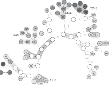 FIG. 5. Minimum spanning tree representation of the MLST clustering, performed using the MLST sequence data