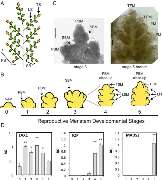 Fig 1. Stages of early panicle development in rice. The rice panicle (A) has a defined architecture derived from the meristematic structure established early in inflorescence development (B, C), characterized by diagnostic changes in the gene expression pa