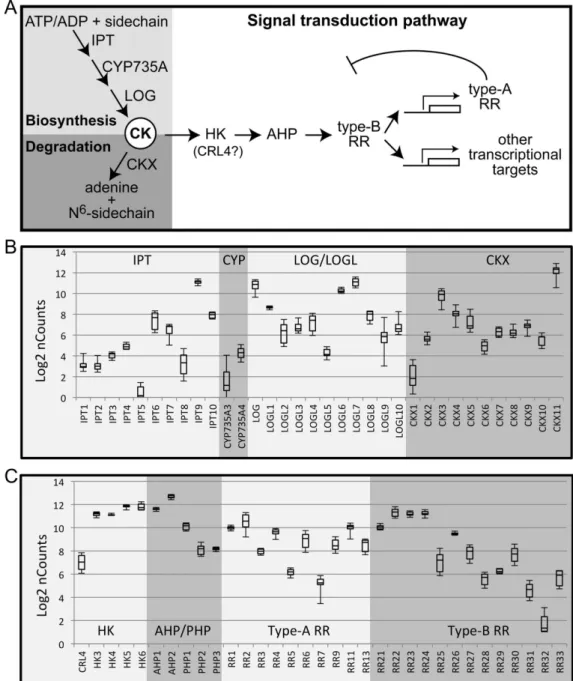 Fig 2. Differing expression levels of cytokinin-related genes in the early rice panicle based on NanoString analysis