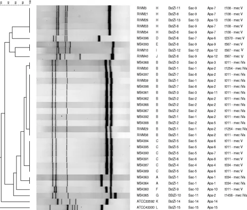 FIG. 1. Dendrogram and ﬁngerprints for the MLVA with 32 MRSA ST398 isolates and two reference MRSA strains