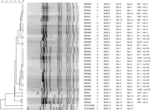 FIG. 2. Dendrogram and ﬁngerprints for PFGE using restriction enzyme BstZI with 32 MRSA ST398 isolates and two reference MRSA strains.The similarities among the ﬁngerprints were calculated using the Dice coefﬁcient (optimization, 1%; position tolerance, 0.5% to 1%), and the