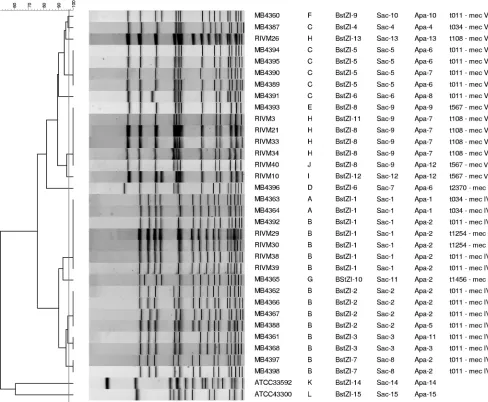 FIG. 3. Dendrogram and ﬁngerprints for PFGE using restriction enzyme SacII with 32 MRSA ST398 isolates and two reference MRSA strains.The similarities among the ﬁngerprints were calculated using the Dice coefﬁcient (optimization, 1%; position tolerance, 0.5% to 1%), and the