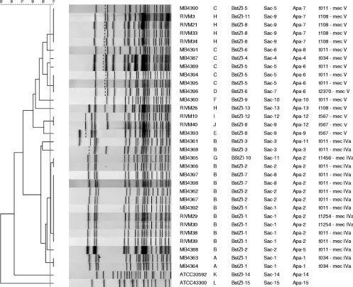 FIG. 4. Dendrogram and ﬁngerprints for PFGE using restriction enzyme ApaI with 32 MRSA ST398 isolates and two reference MRSA strains.The similarities among the ﬁngerprints were calculated using the Dice coefﬁcient (optimization, 1%; position tolerance, 0.5% to 1%), and the