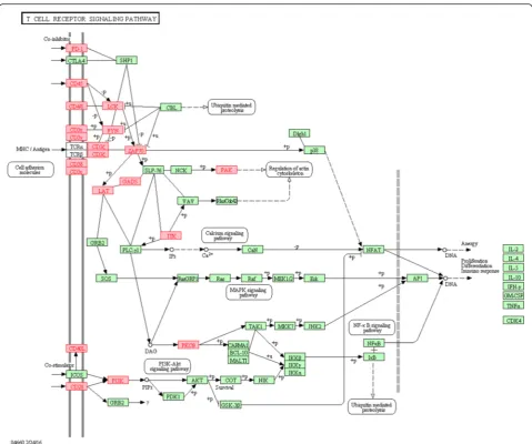 Fig. 4 LumA-R2 samples overexpress genes in the T cell receptor signaling pathway. The list of top 1000 genes differentially expressed in LumA-R1 and LumA-R2 samples was found to be significantly enriched for the pathway genes (p = 1.3e-07)