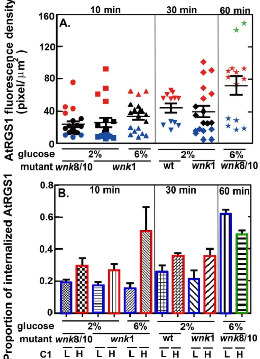 Fig 3. Experimental testing of the mathematical model. C1 affects glucose-induced AtRGS1 endocytosis dynamics