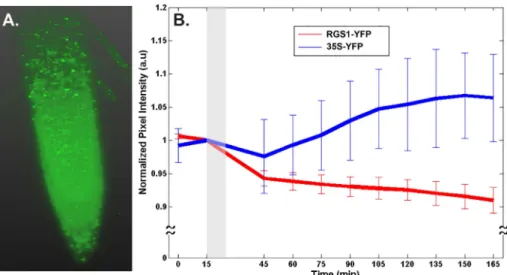 Fig 5. D-glucose treatments decrease the level of AtRGS1. (A). 3D reconstruction of AtRGS1-YFP translational fusion within the root tip as imaged in the Zeiss Lightsheet Z.1
