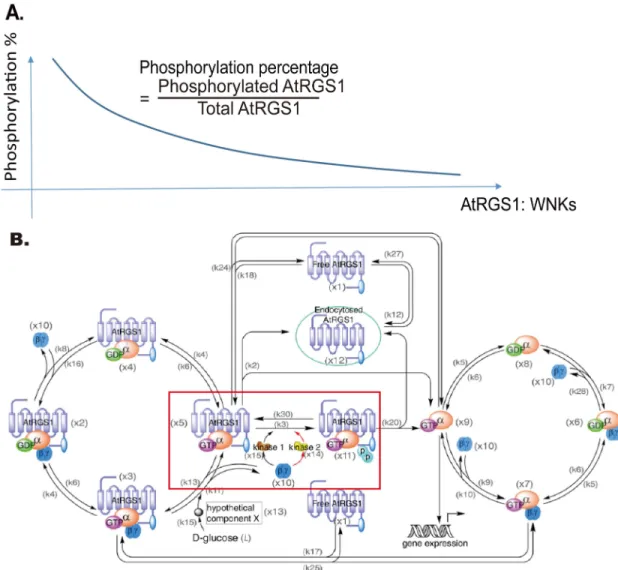 Fig 1. Hypothesis: AtRGS1 phosphorylation proportion and endocytosis depend on the AtRGS1 level