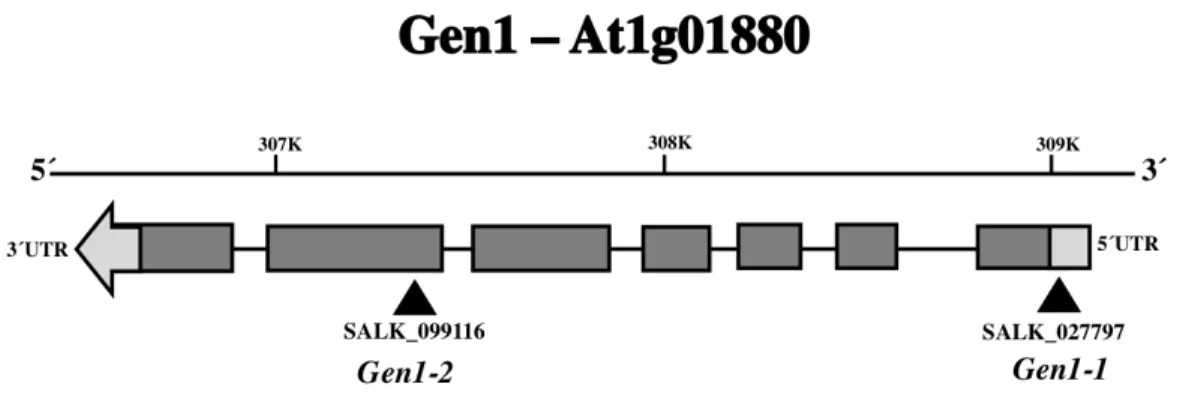 Fig. 4 – Gene model of Arabidopsis AtGEN1. T-DNA insertion lines used marked by upward  triangles